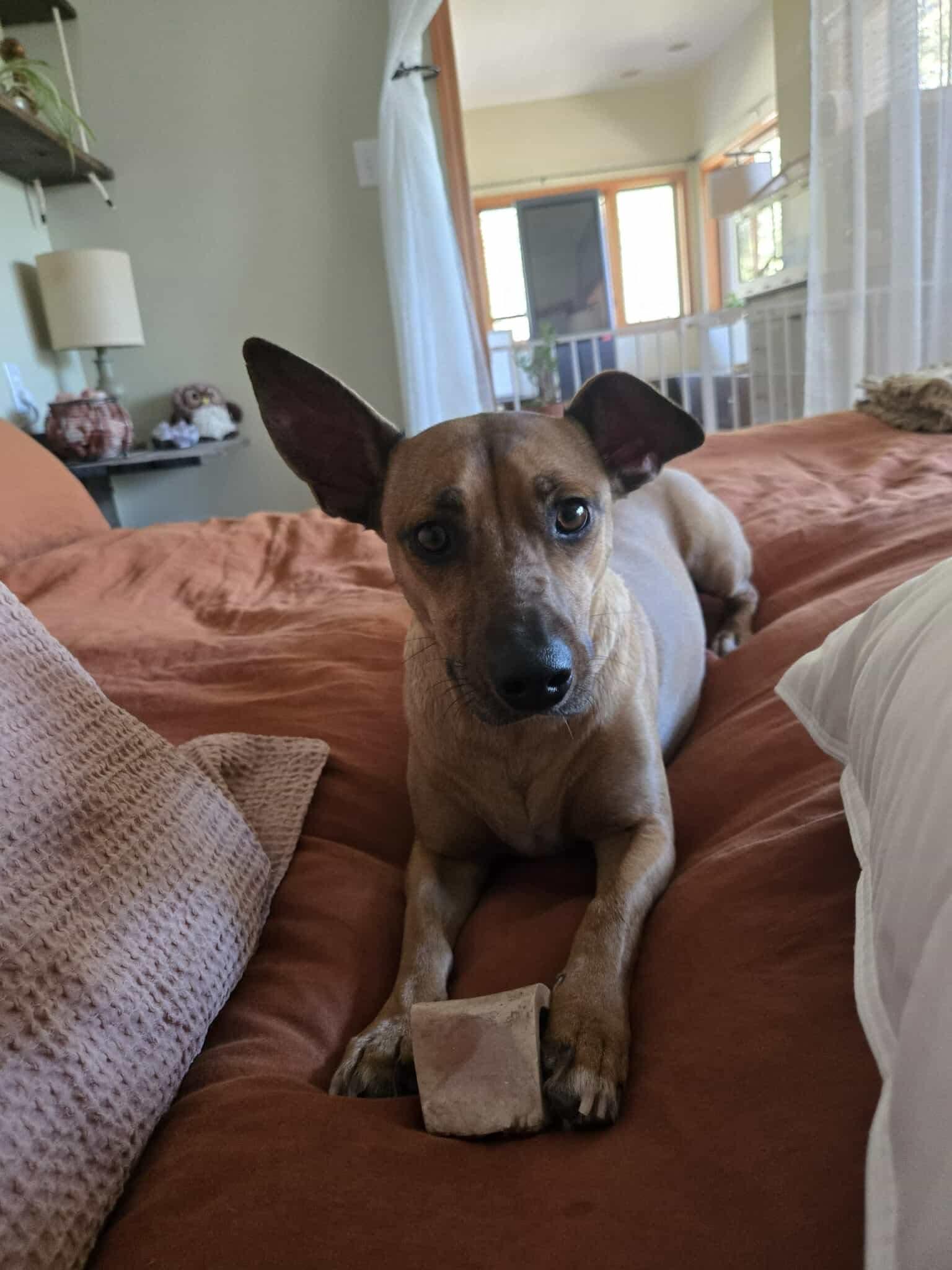 Olivia, a Adoptable mixed breed in Parker, CO image 1/2