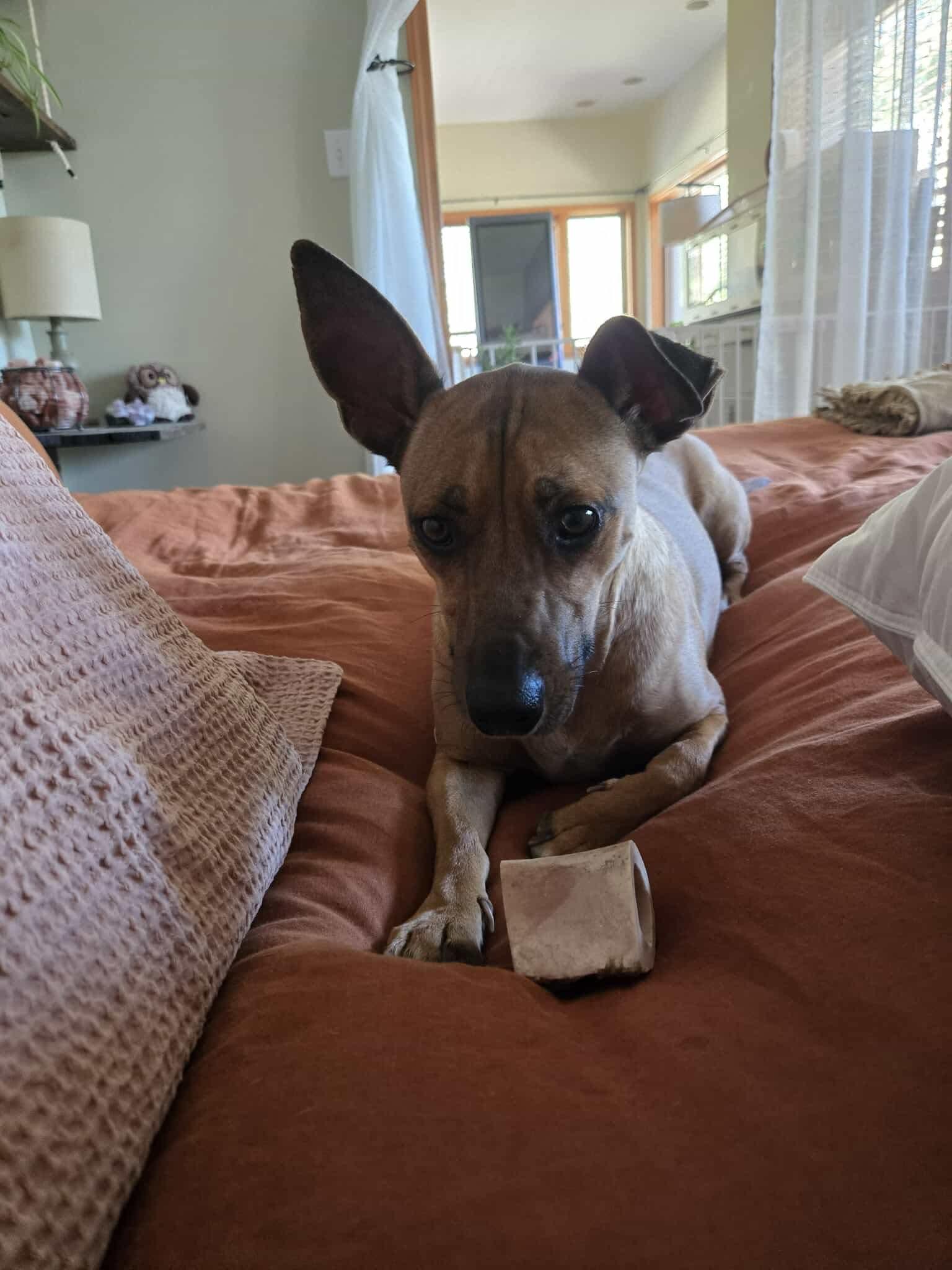 Olivia, a Adoptable mixed breed in Parker, CO image 2/2