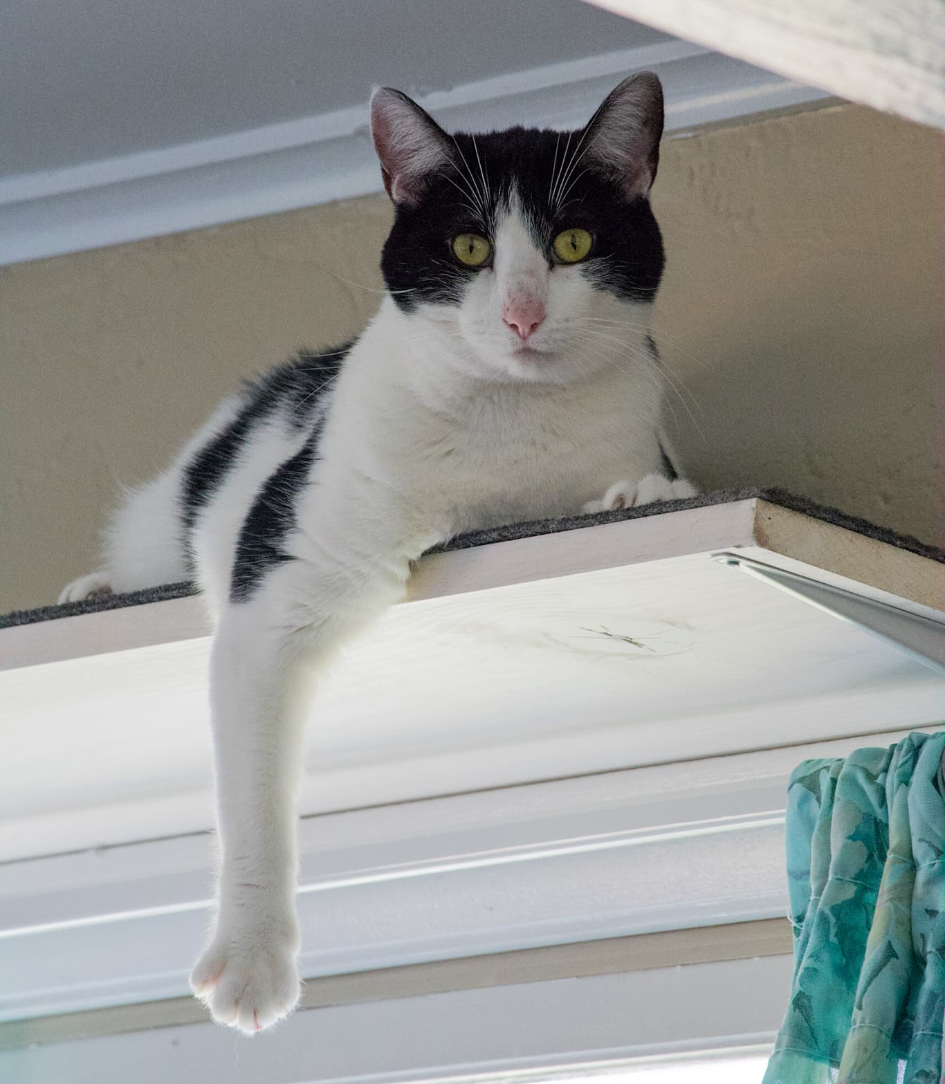 Daisy, a Adoptable Domestic Short Hair in Grayslake, IL image 1/12