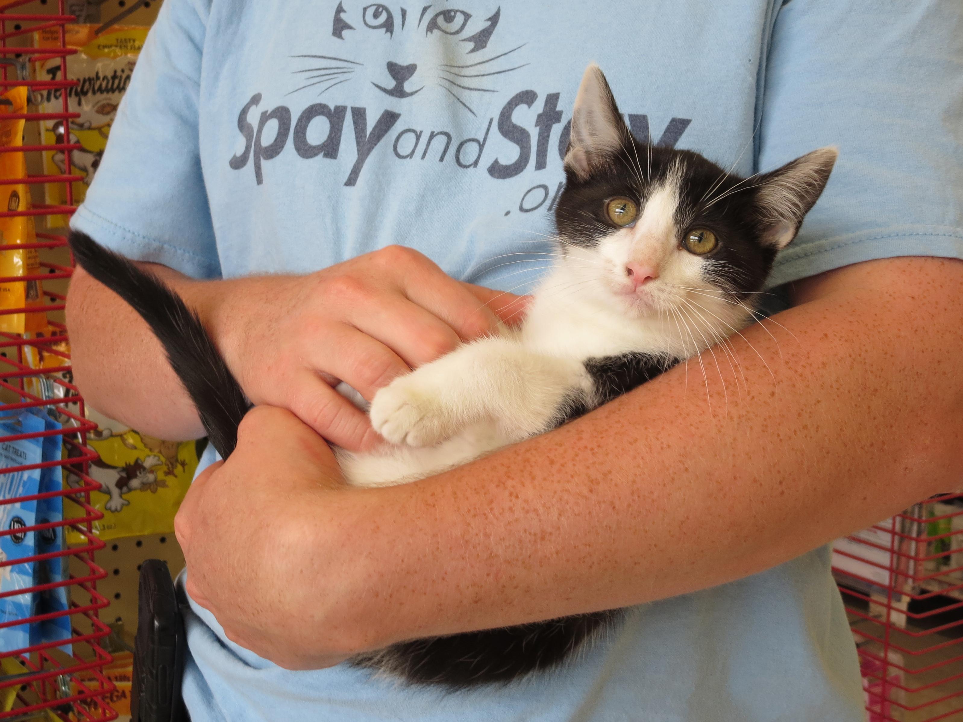 Daisy, a Adoptable Domestic Short Hair in Grayslake, IL image 2/12