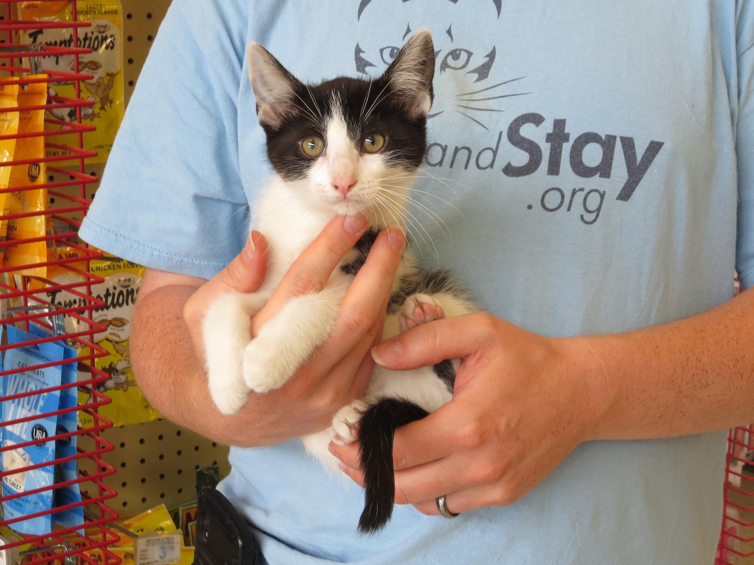 Daisy, a Adoptable Domestic Short Hair in Grayslake, IL image 3/12