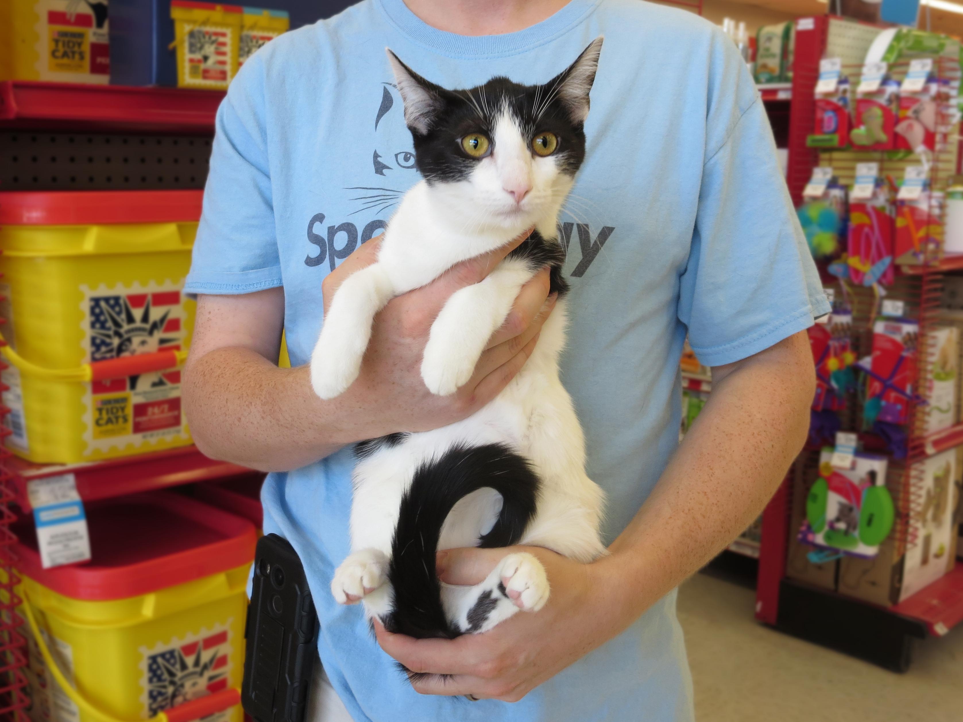 Daisy, a Adoptable Domestic Short Hair in Grayslake, IL image 4/12