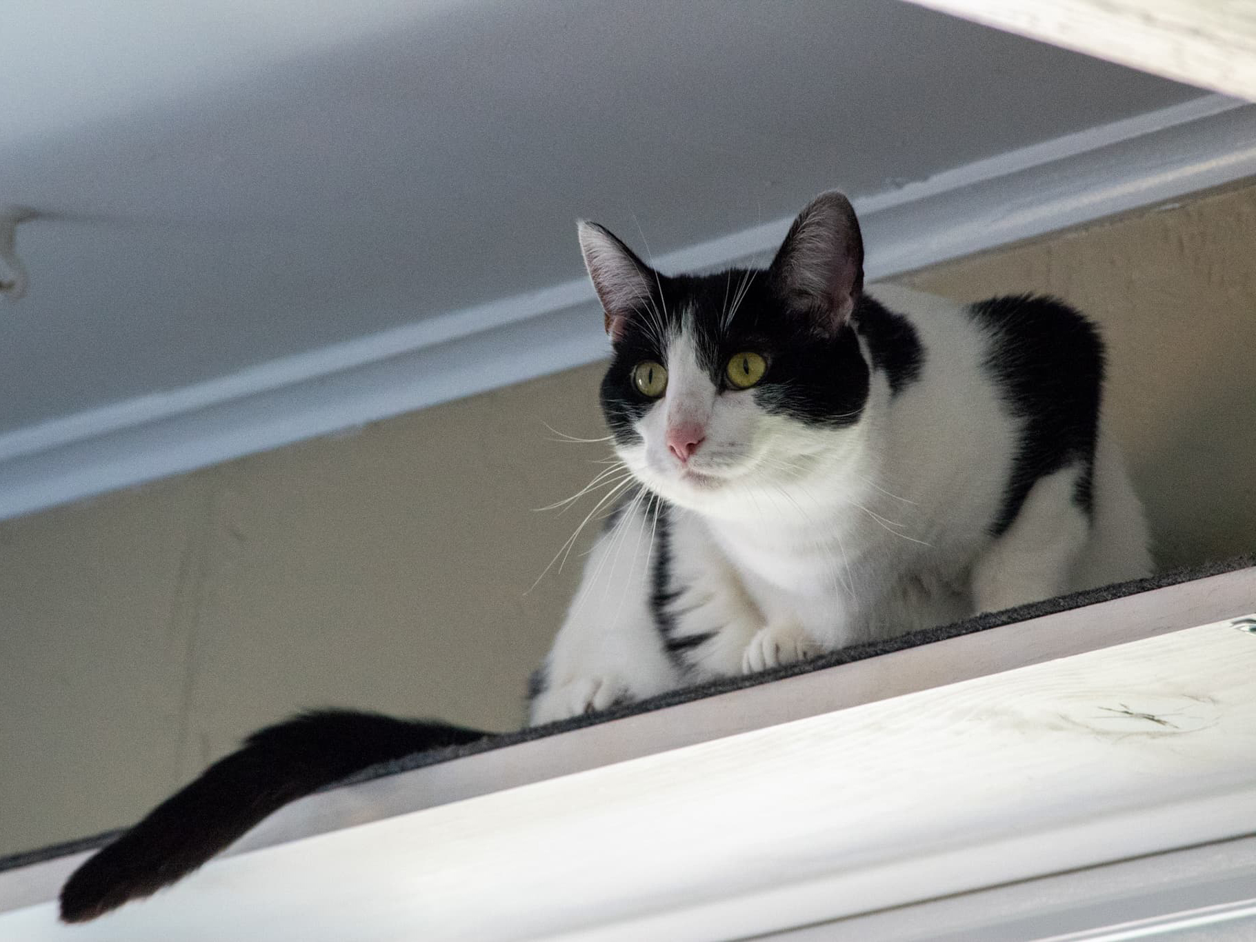 Daisy, a Adoptable Domestic Short Hair in Grayslake, IL image 5/12