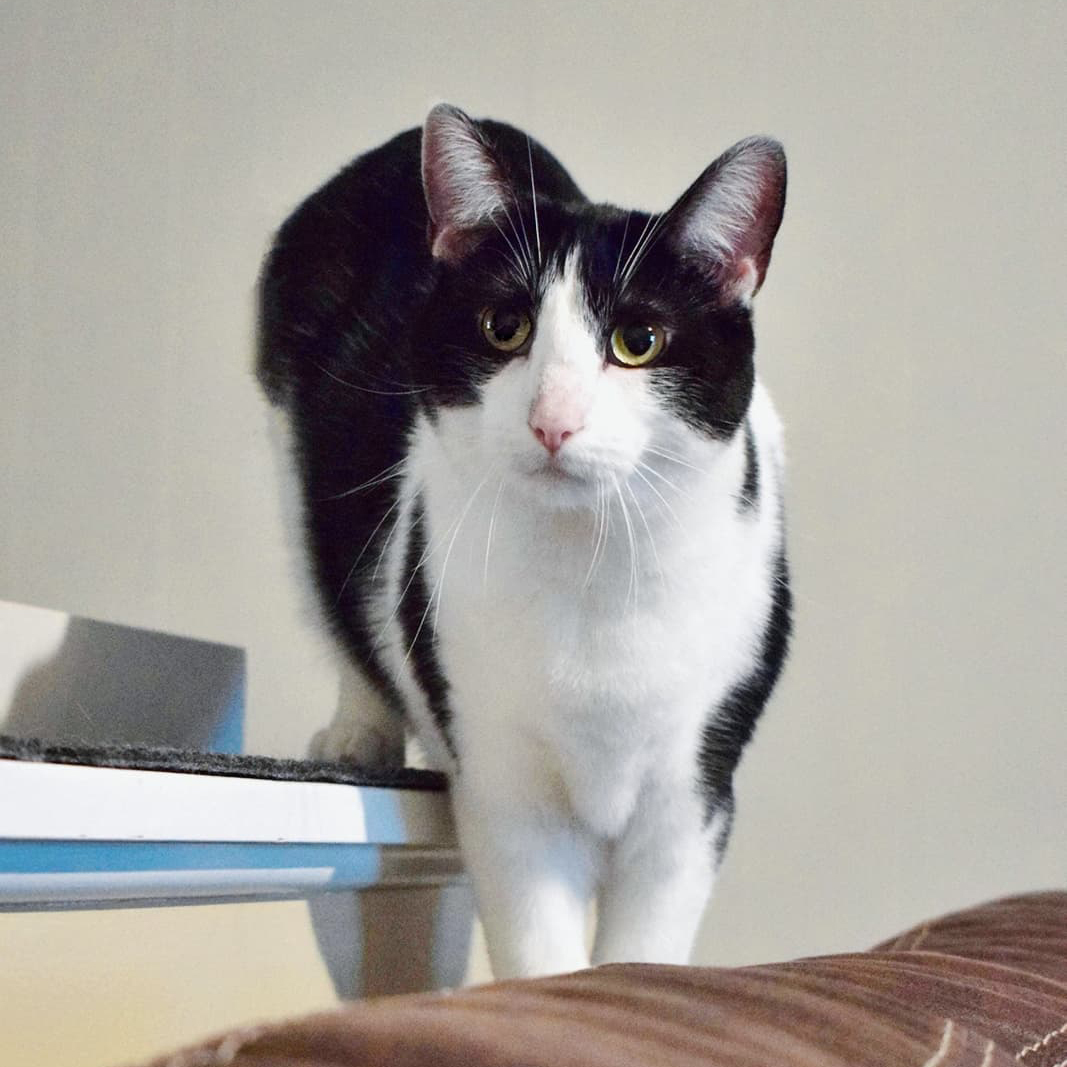 Daisy, a Adoptable Domestic Short Hair in Grayslake, IL image 6/12