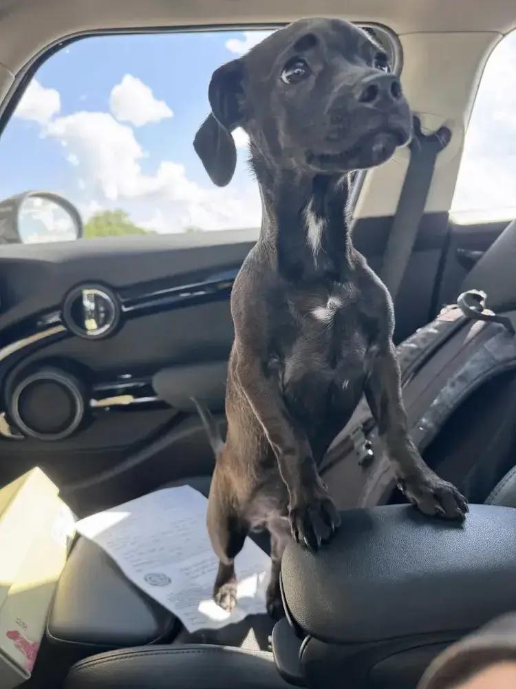 Cooper, Adopted, Puppy Male Mixed Breed.