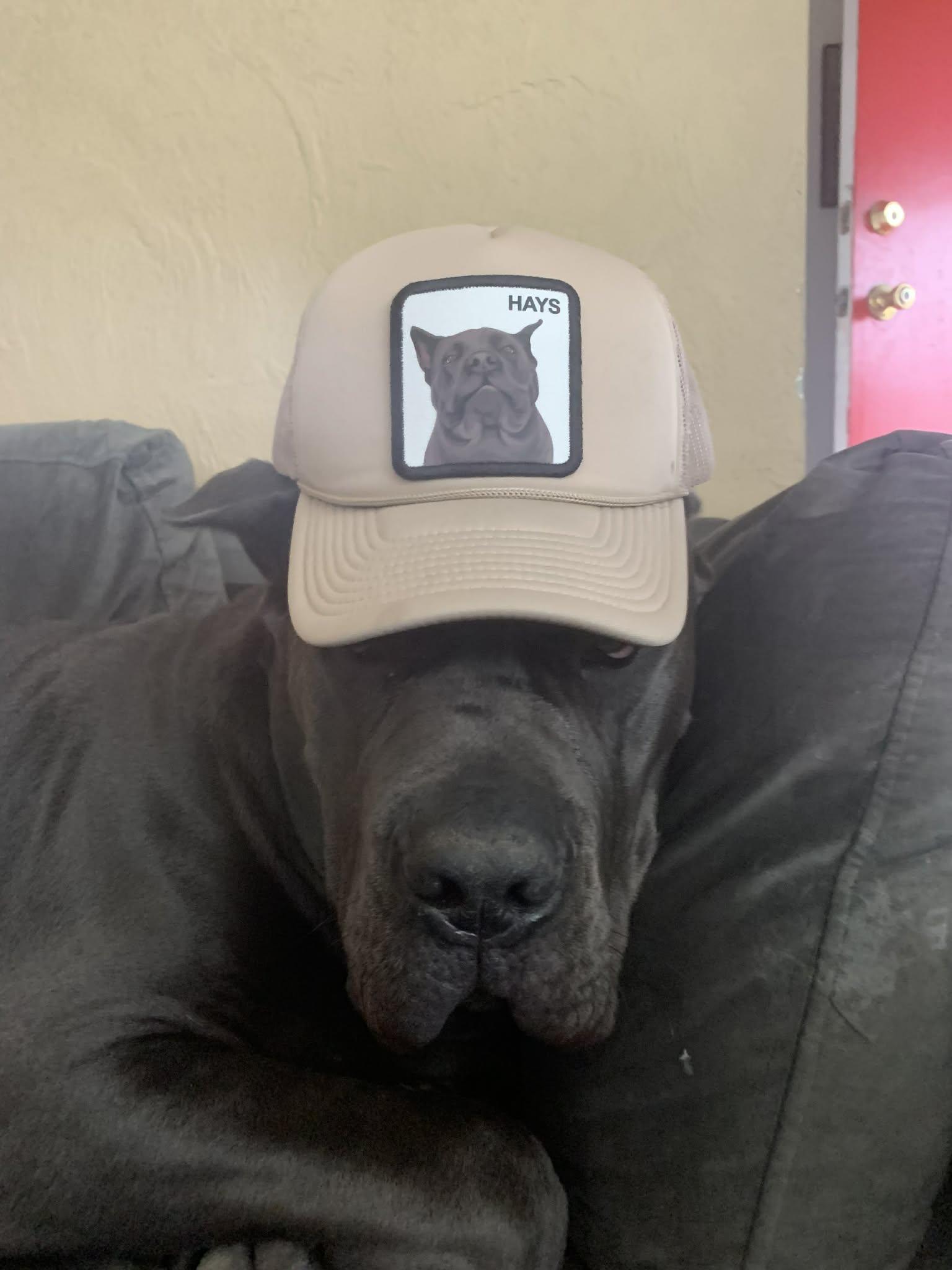 Enlarge Hays, a ADOPTABLE Cane Corso in Nipomo, CA image 5/5