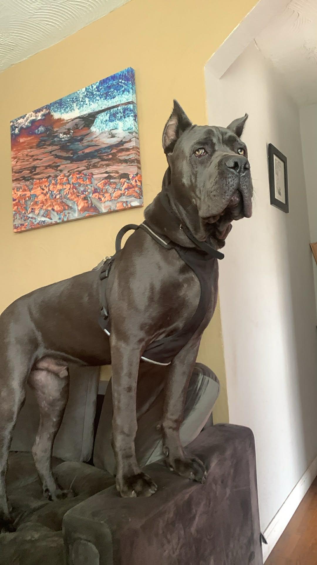 Hays, ADOPTABLE, Adult Male Cane Corso.