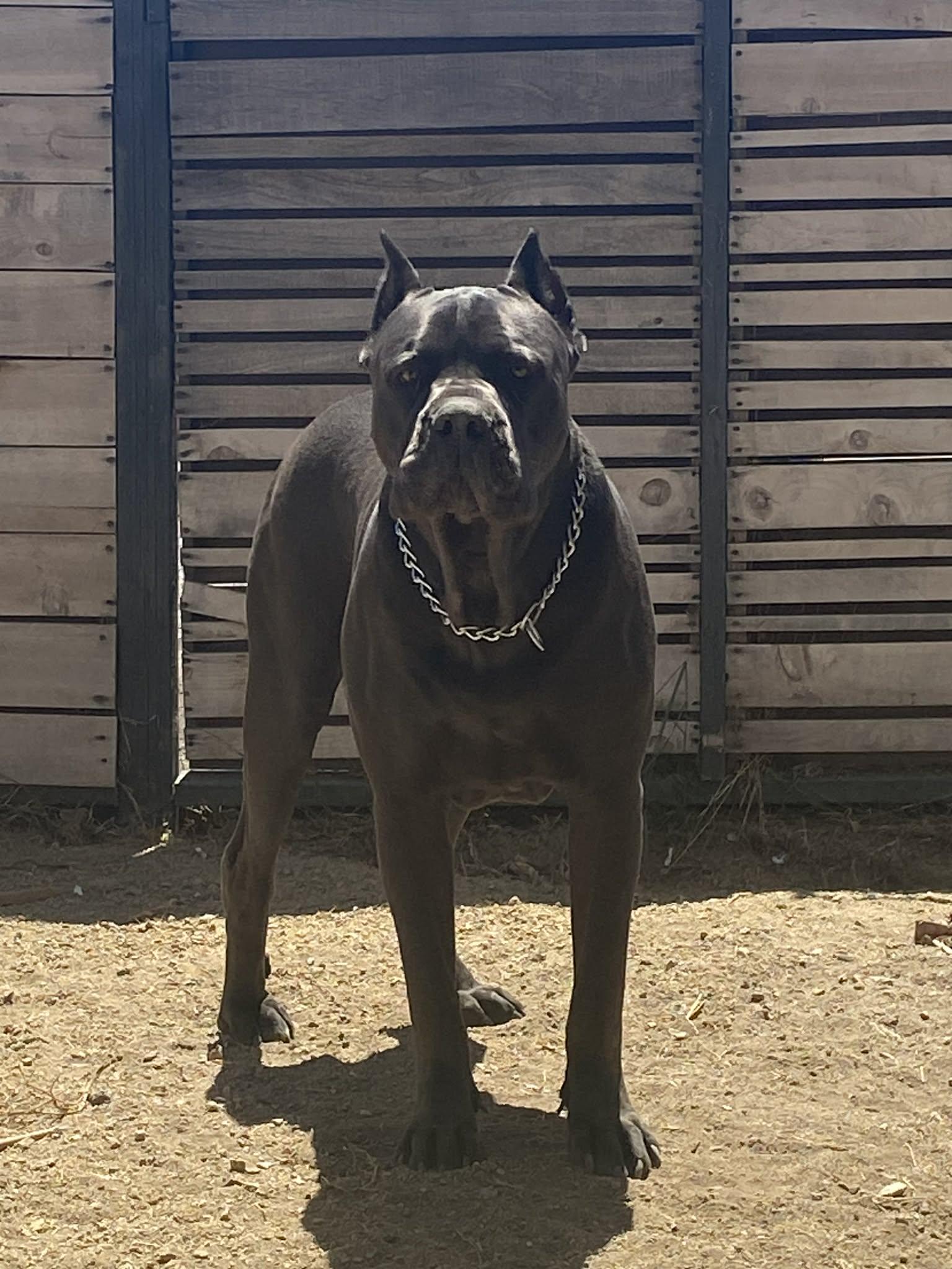 Enlarge Hays, a ADOPTABLE Cane Corso in Nipomo, CA image 2/5