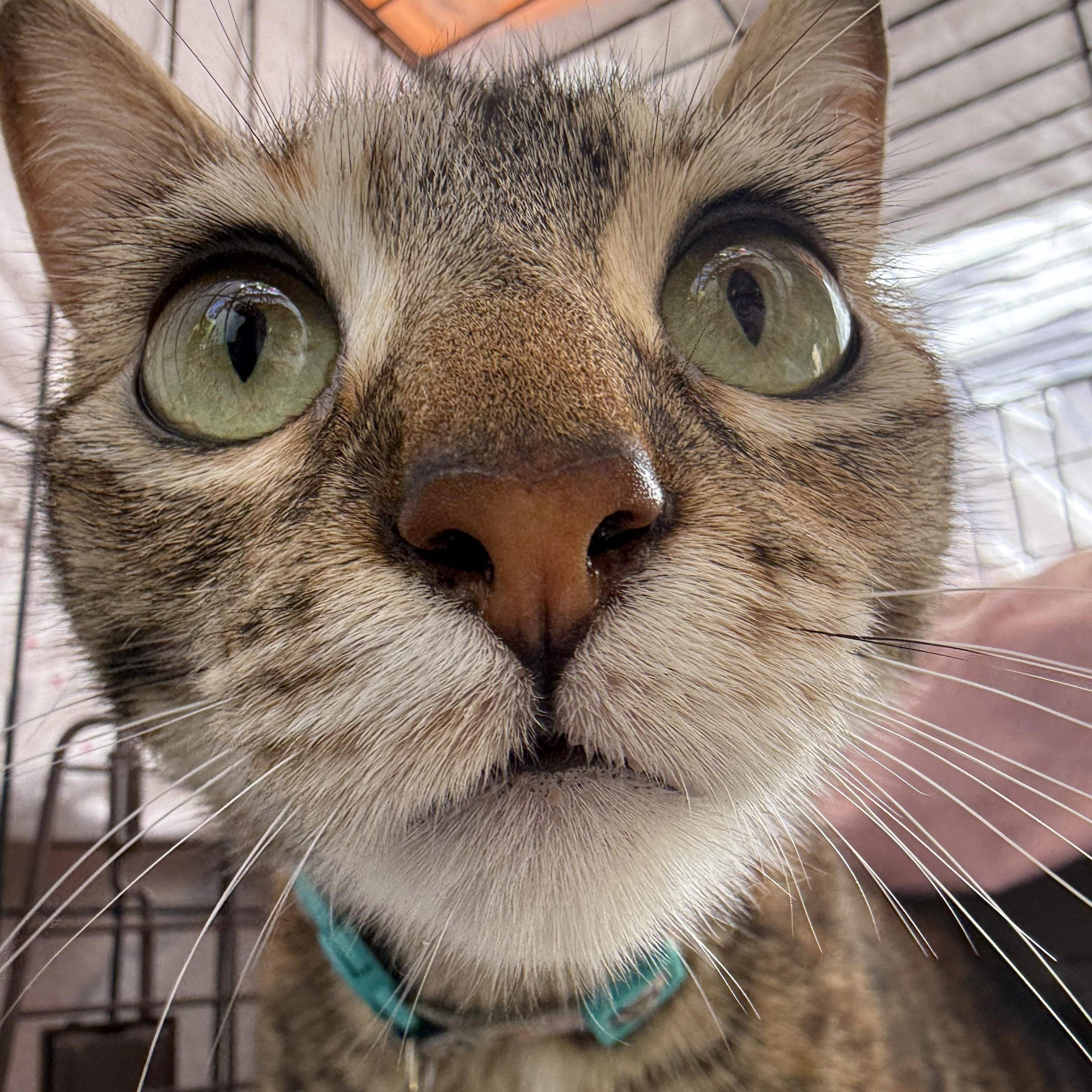 Bonnie
