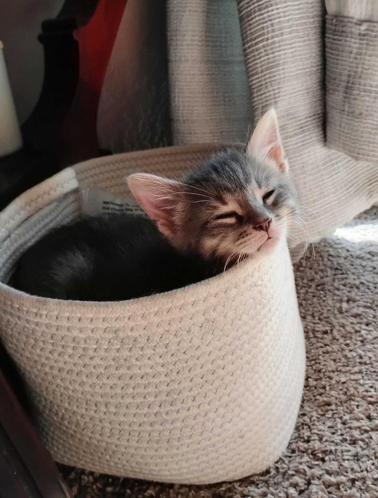 Enlarge Little Grey, a Adoptable Domestic Short Hair in Topeka, KS image 1/2