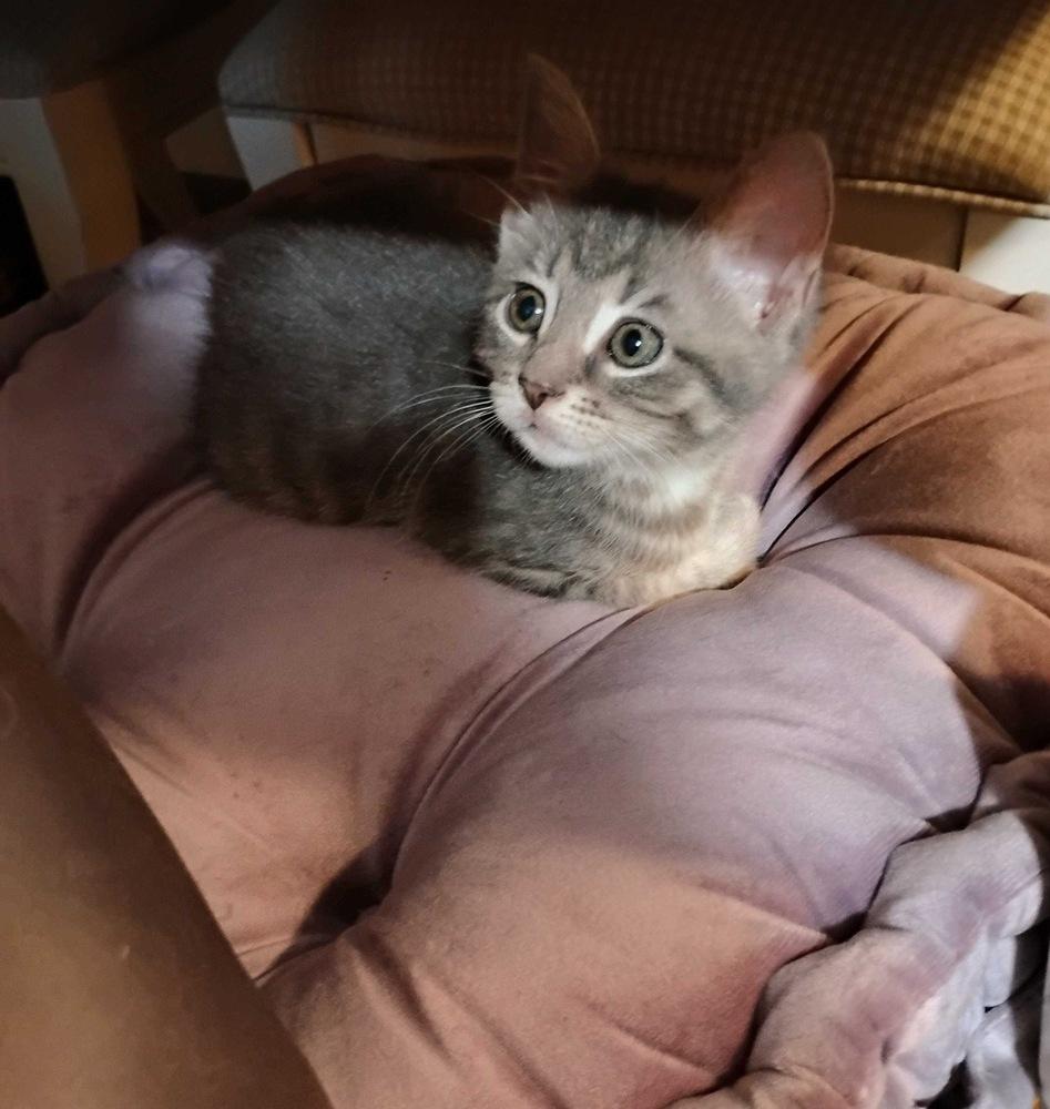Enlarge Little Grey, a Adoptable Domestic Short Hair in Topeka, KS image 2/2