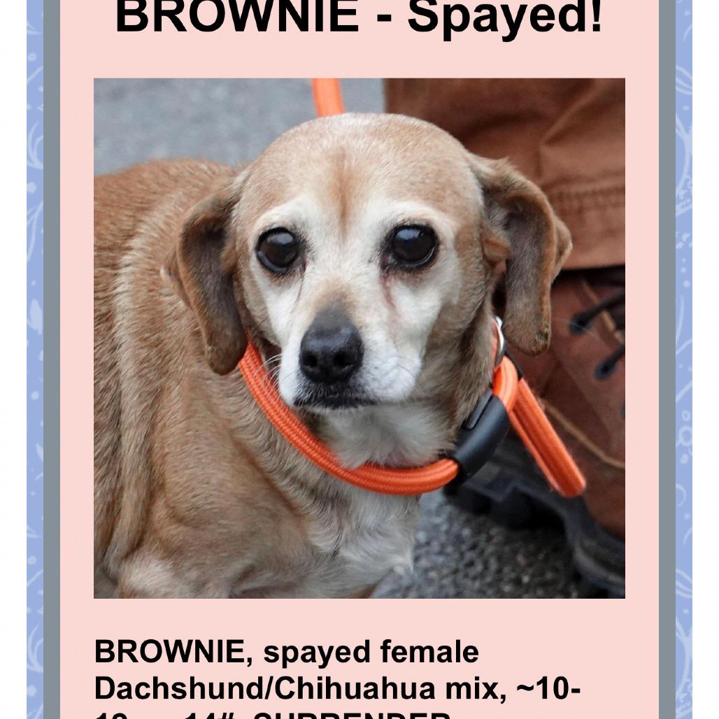 Brownie thumbnail 4