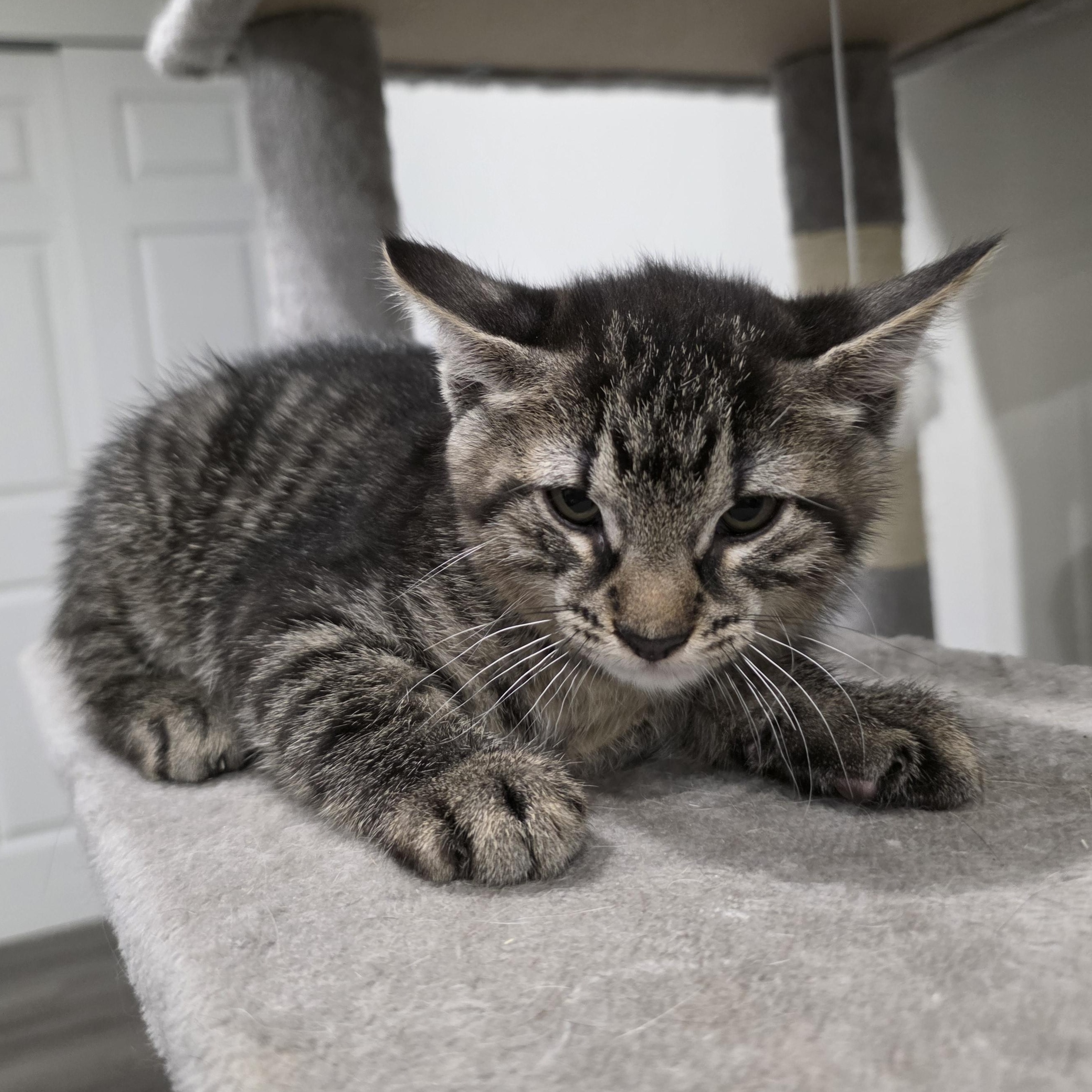 Sirius, ADOPTABLE, Kitten Male Domestic Short Hair & Tabby.