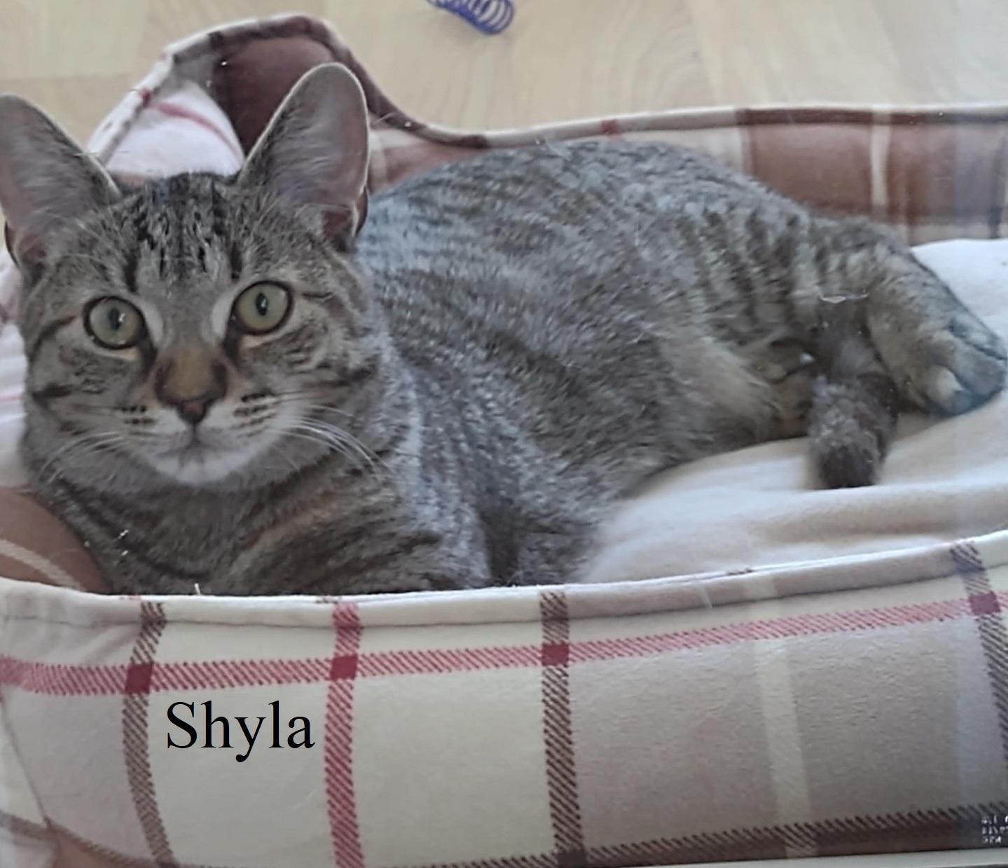 Shyla