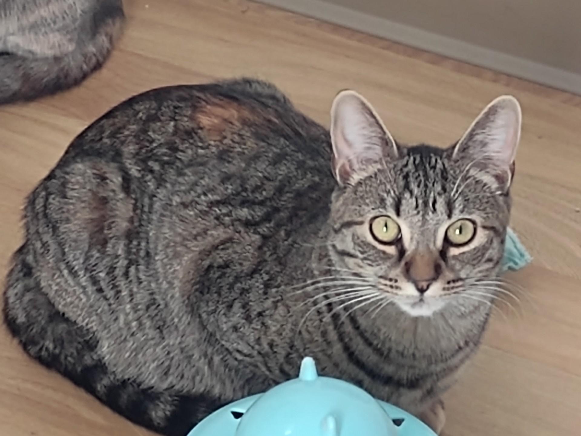 Shyla, Adoptable, Kitten Female Tabby & Domestic Short Hair.