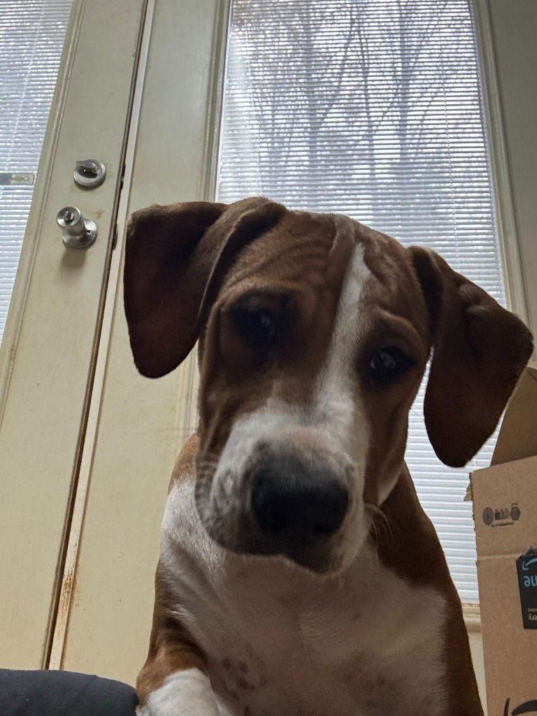 Baxter, a Adoptable mixed breed in Lovingston, VA image 1/3