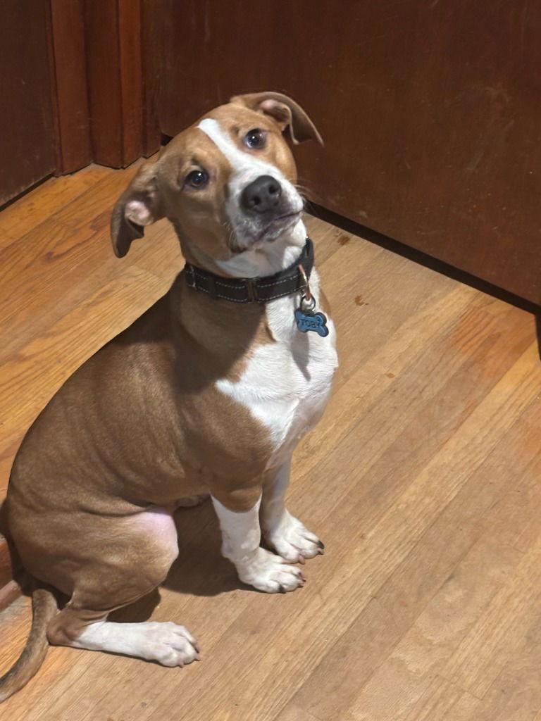 Baxter, a Adoptable mixed breed in Lovingston, VA image 2/3