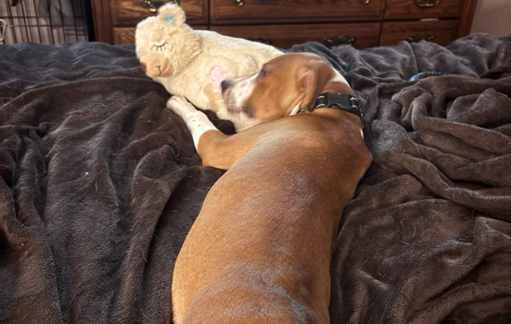 Baxter, a Adoptable mixed breed in Lovingston, VA image 3/3