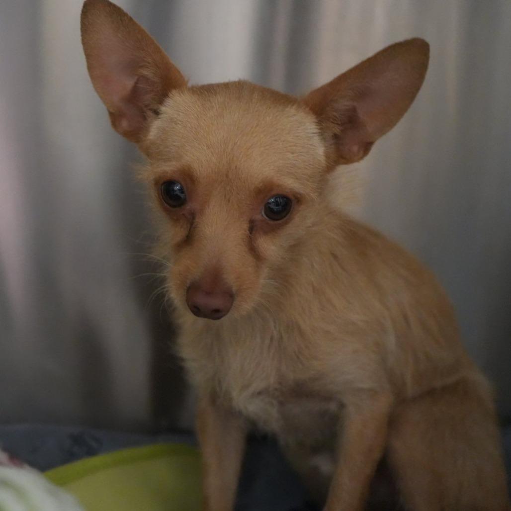 "Marvin" Martian, Adoptable, Young Male Terrier & Chihuahua.