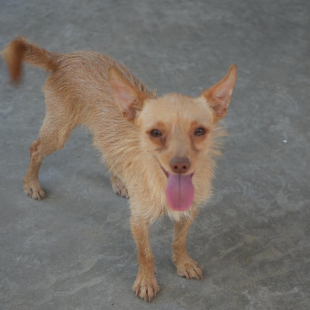 Enlarge "Marvin" Martian, a Adoptable mixed breed in Coachella, CA image 2/6