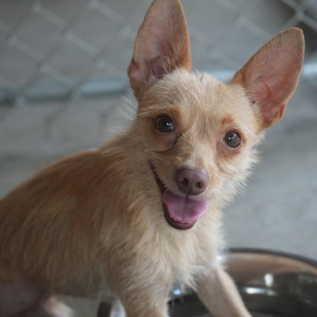 Enlarge "Marvin" Martian, a Adoptable mixed breed in Coachella, CA image 3/6