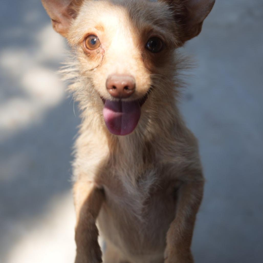 Enlarge "Marvin" Martian, a Adoptable mixed breed in Coachella, CA image 4/6