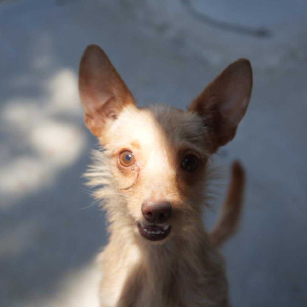 Enlarge "Marvin" Martian, a Adoptable mixed breed in Coachella, CA image 5/6