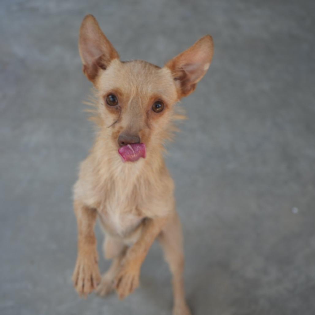 Enlarge "Marvin" Martian, a Adoptable mixed breed in Coachella, CA image 6/6