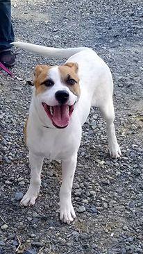 Enlarge James, a Adoptable Hound in Staley, NC image 2/3