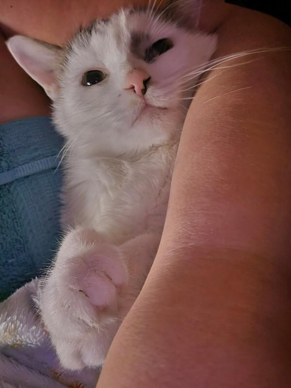 Stumbles, Adoptable, Adult Male Domestic Short Hair.