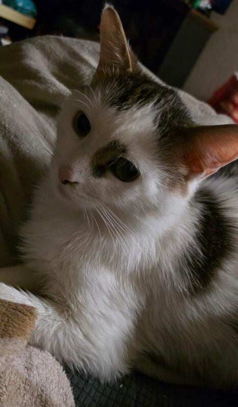 Enlarge Stumbles, a Adoptable Domestic Short Hair in Adrian, MI image 2/4