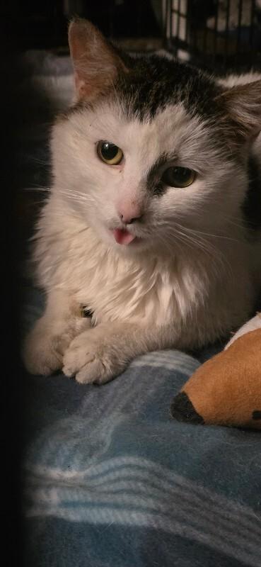 Enlarge Stumbles, a Adoptable Domestic Short Hair in Adrian, MI image 3/4