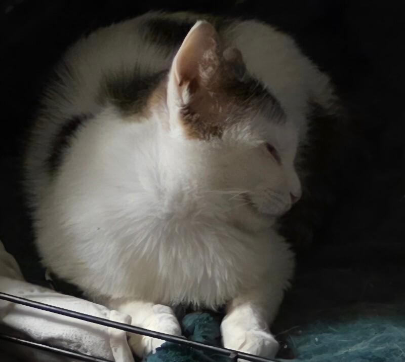 Enlarge Stumbles, a Adoptable Domestic Short Hair in Adrian, MI image 4/4