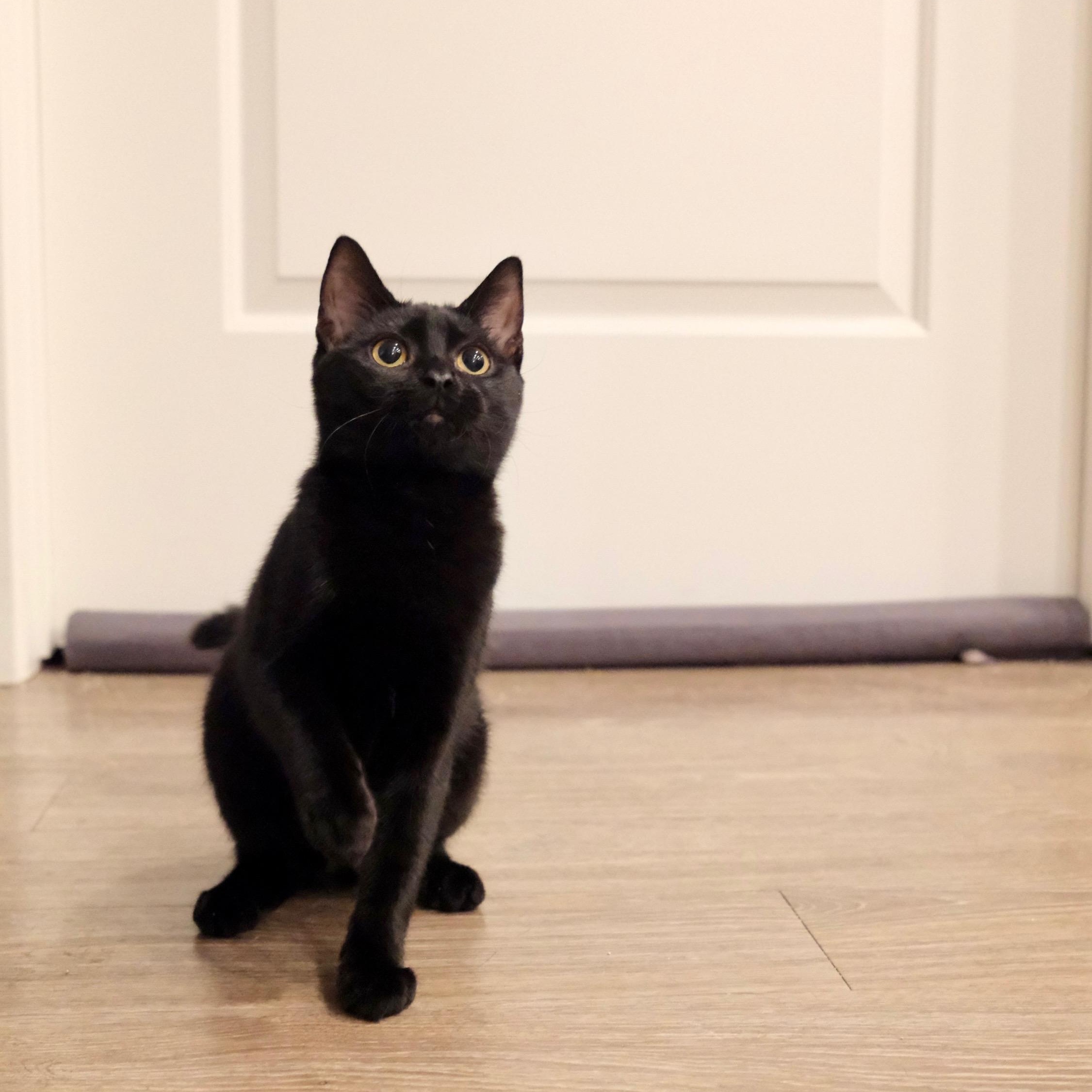 Enlarge Yuki, a Adoptable Domestic Short Hair in San Diego, CA image 1/2