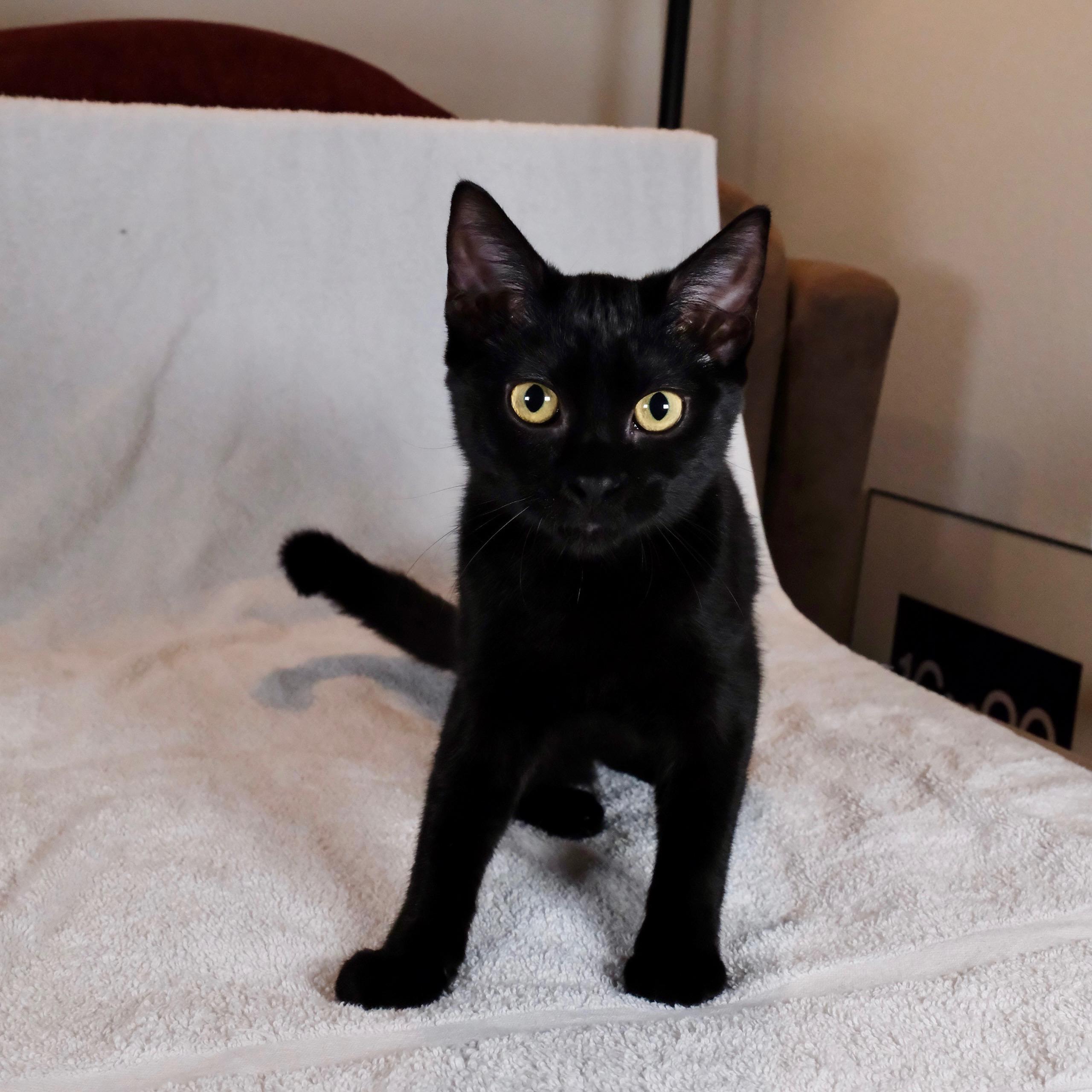 Enlarge Yuki, a Adoptable Domestic Short Hair in San Diego, CA image 2/2