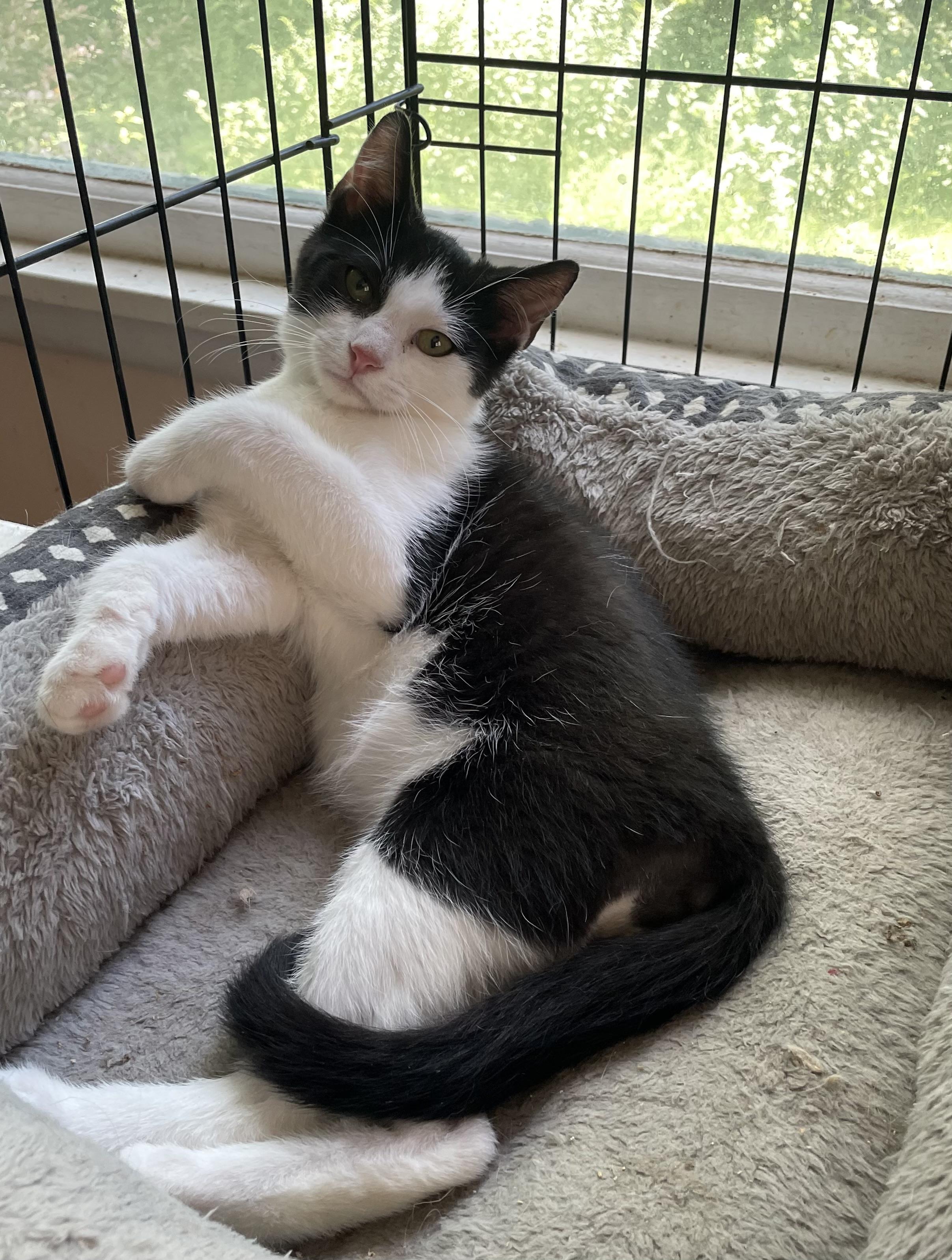 Enlarge Toby, a Adopted Domestic Short Hair in Troy, NY image 1/1