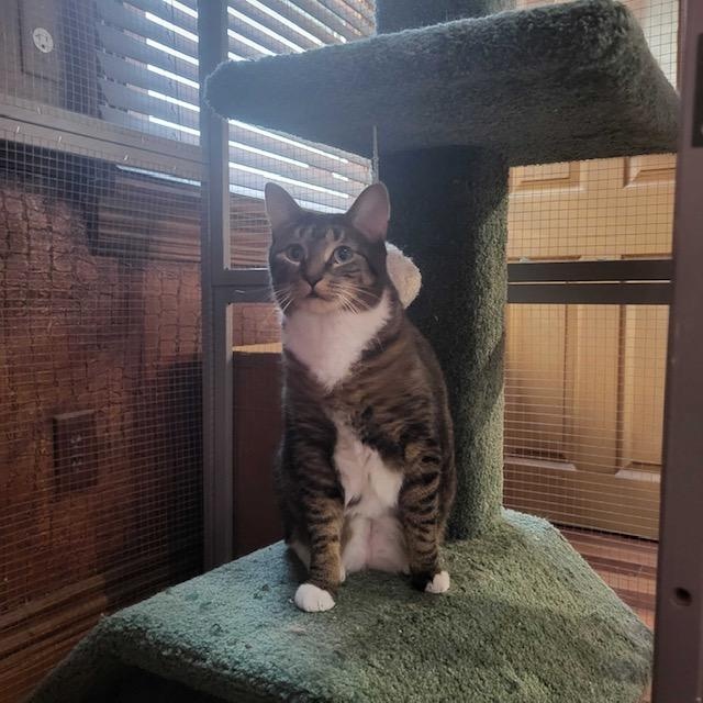Enlarge Hazel, a ADOPTABLE Domestic Short Hair in East Brunswick, NJ image 3/6