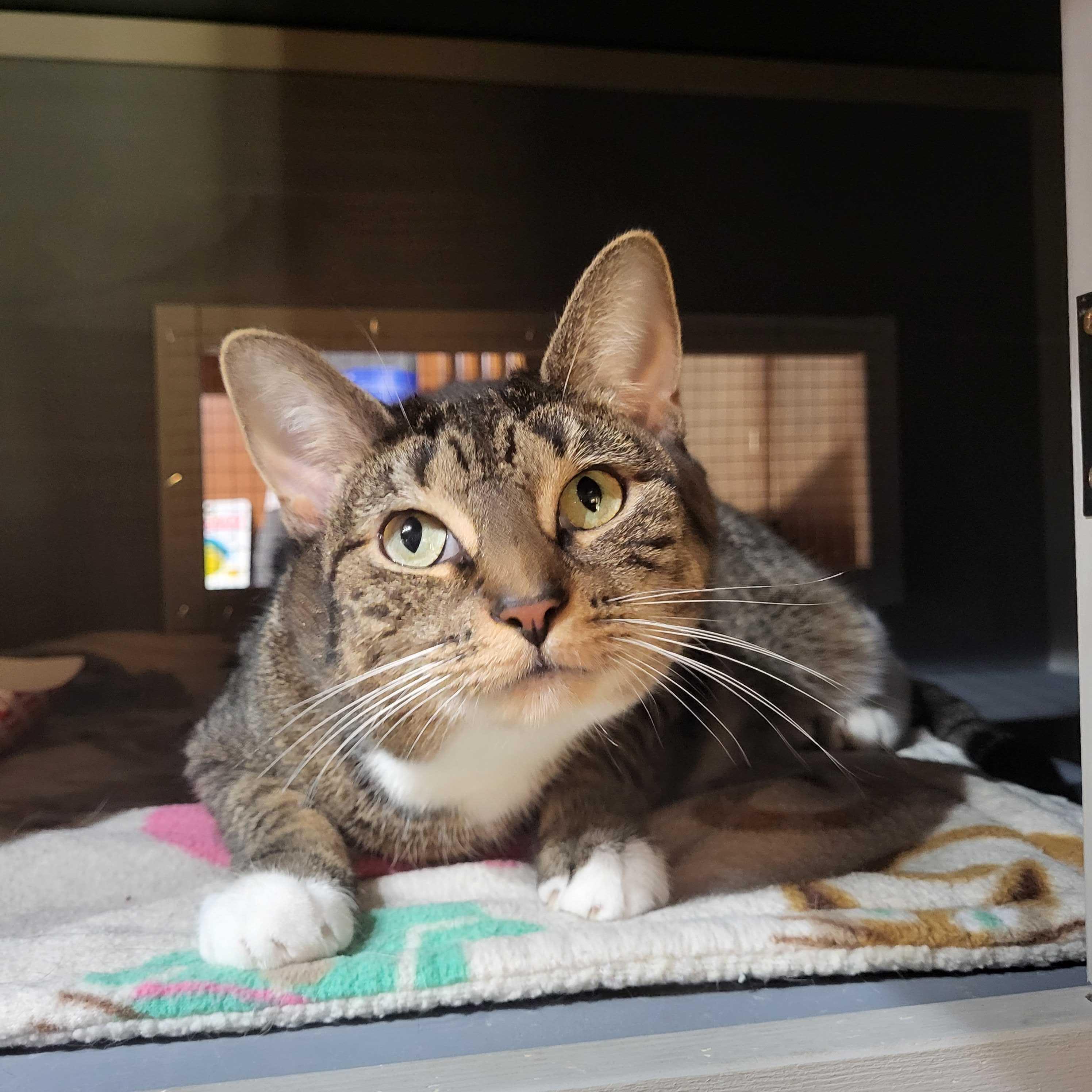 Enlarge Hazel, a ADOPTABLE Domestic Short Hair in East Brunswick, NJ image 6/6