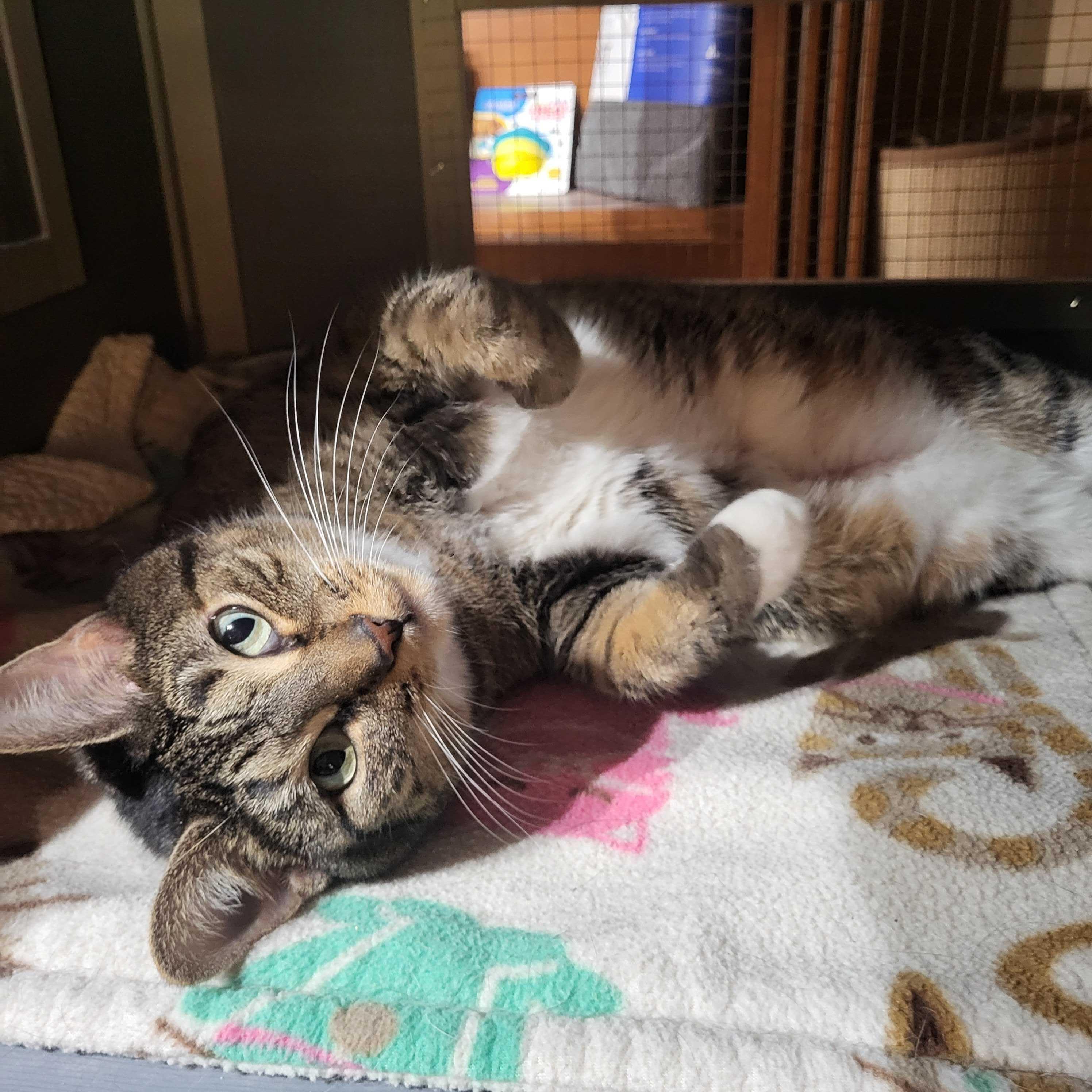 Hazel, ADOPTABLE, Adult Female Domestic Short Hair.