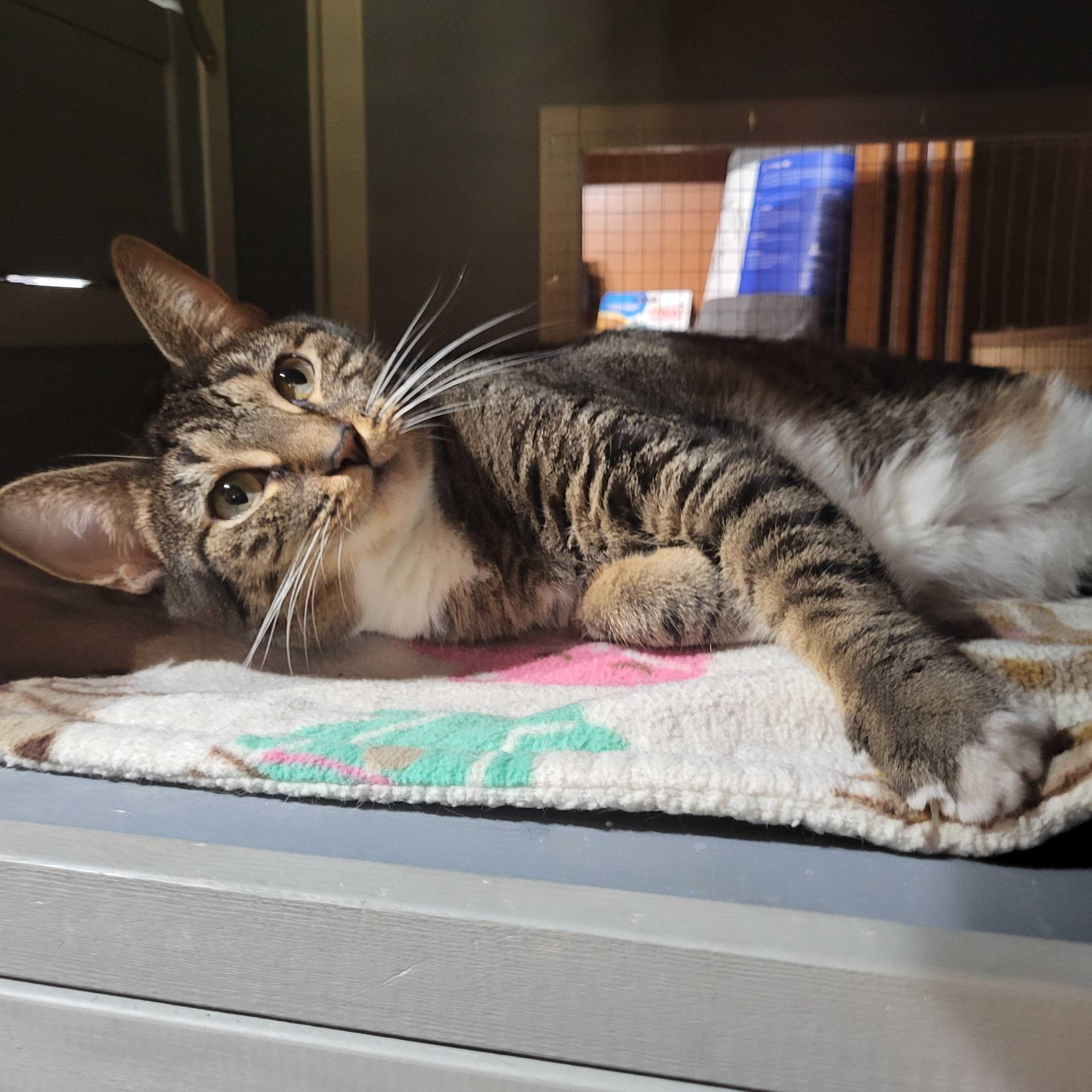 Enlarge Hazel, a ADOPTABLE Domestic Short Hair in East Brunswick, NJ image 5/6