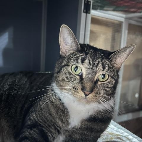 Enlarge Hazel, a ADOPTABLE Domestic Short Hair in East Brunswick, NJ image 2/6
