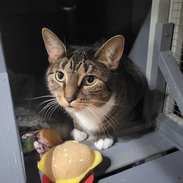 Enlarge Hazel, a ADOPTABLE Domestic Short Hair in East Brunswick, NJ image 4/6