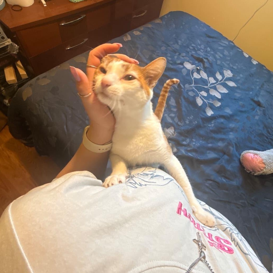 Enlarge Peaches, a Adopted Domestic Short Hair in Odenton, MD image 5/5
