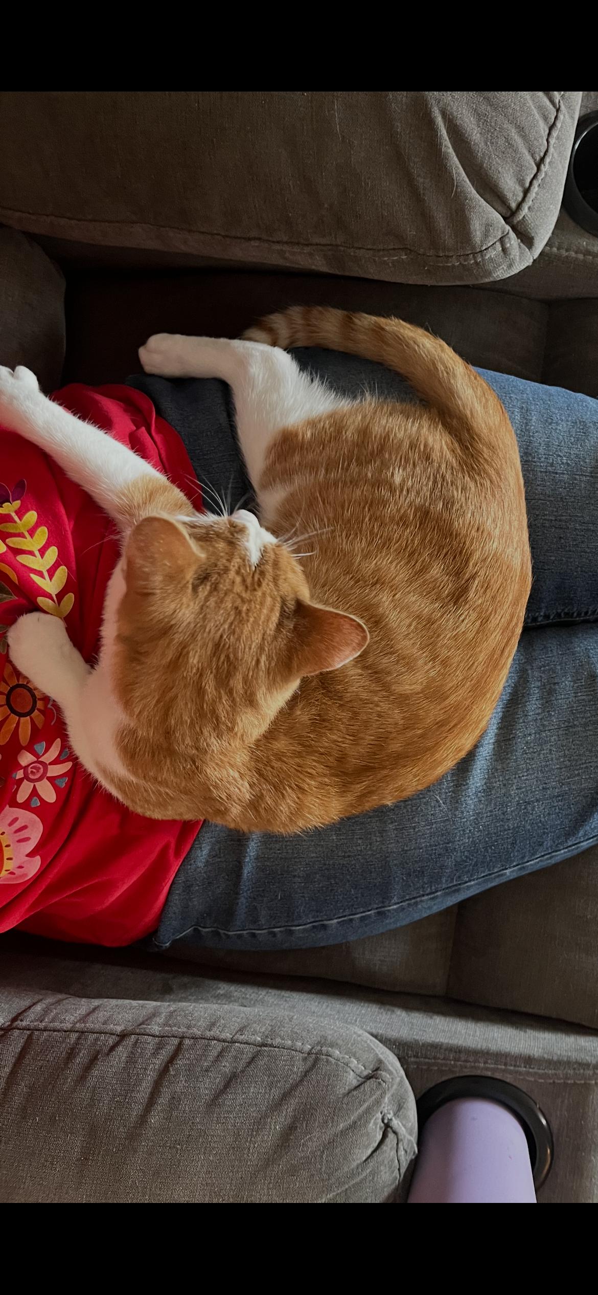 Enlarge Peaches, a Adopted Domestic Short Hair in Odenton, MD image 4/5