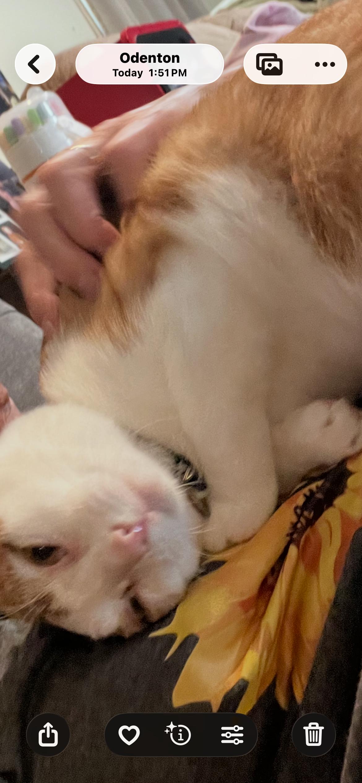 Enlarge Peaches, a Adopted Domestic Short Hair in Odenton, MD image 2/5