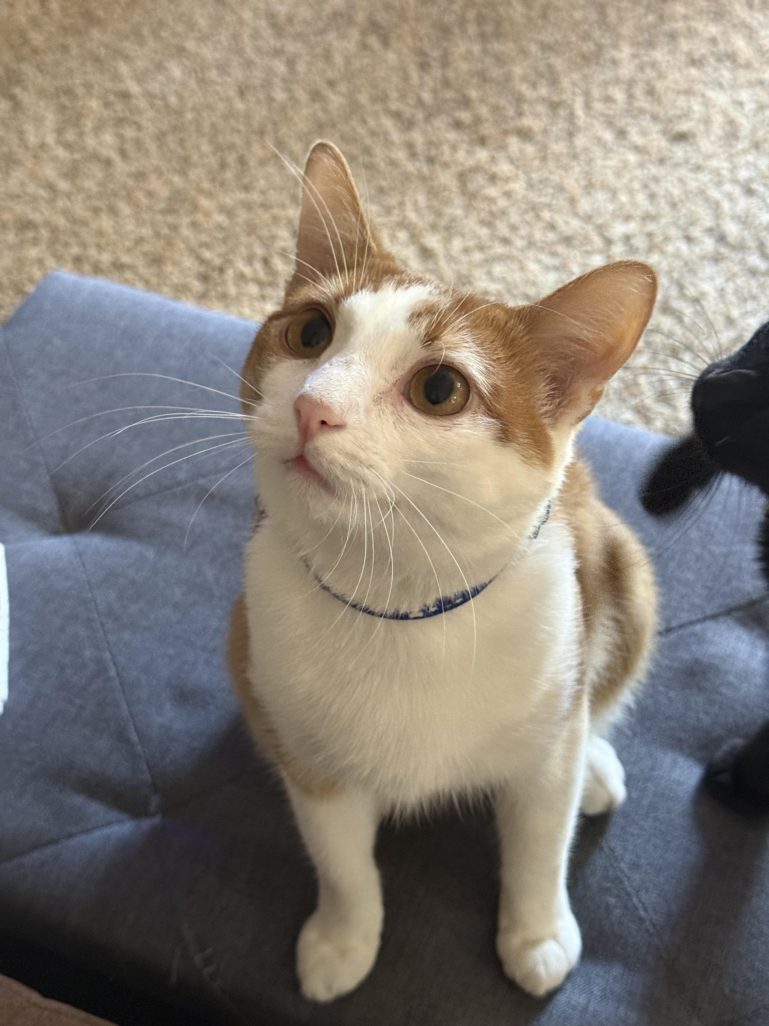 Peaches, Adopted, Young Male Domestic Short Hair.