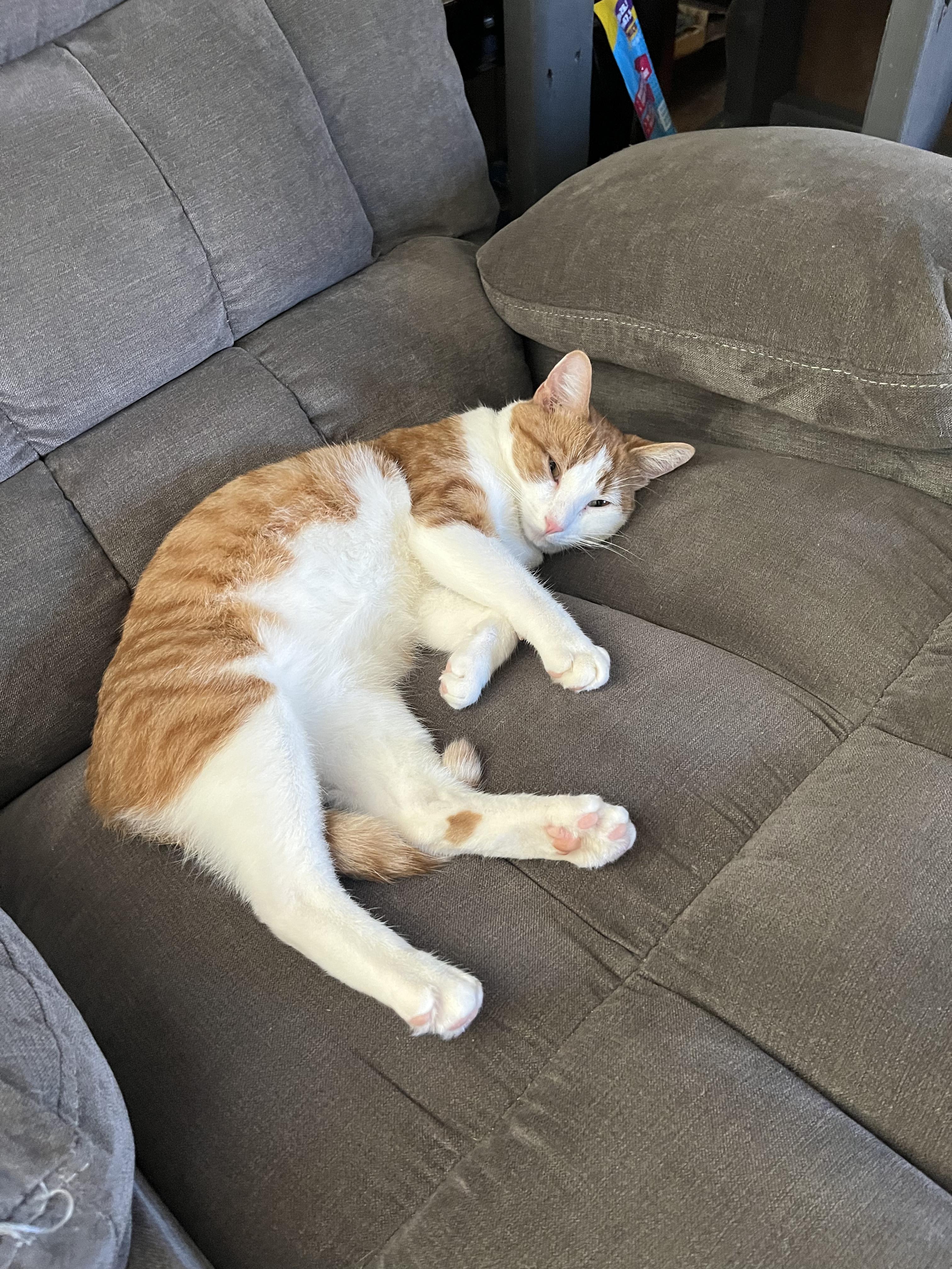 Enlarge Peaches, a Adopted Domestic Short Hair in Odenton, MD image 3/5