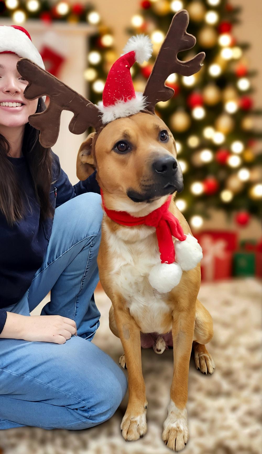 Odi, Adoptable, Adult Male Mixed Breed.