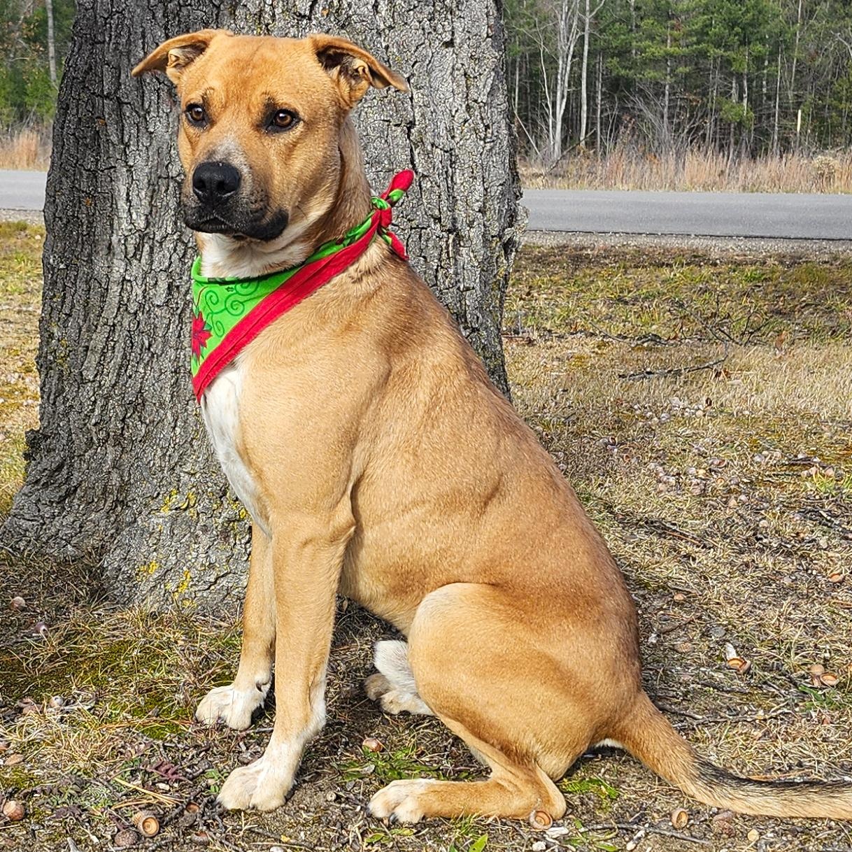 Odi, Adoptable, Adult Male Mixed Breed.