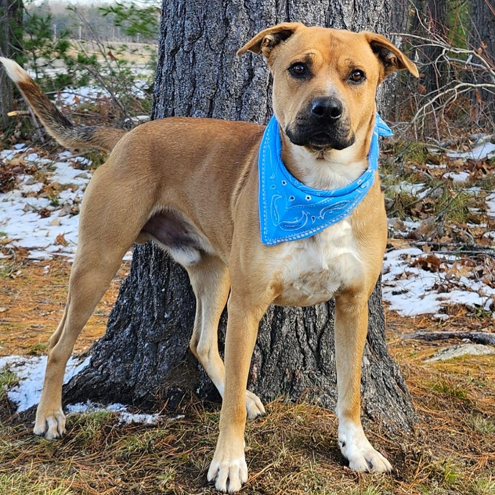 Odi, a Adoptable Mixed Breed in Cheboygan, MI image 5/6